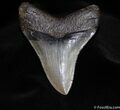 Stunning Collector Grade Megalodon Tooth #86-2